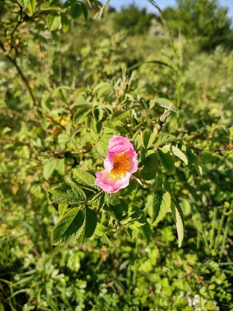 Rosa caesia photo 3