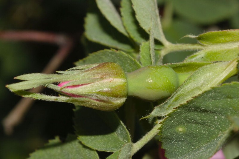Rosa caesia photo 4