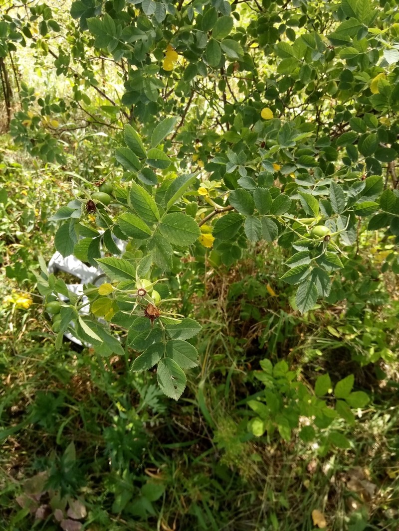 Rosa caesia photo 5
