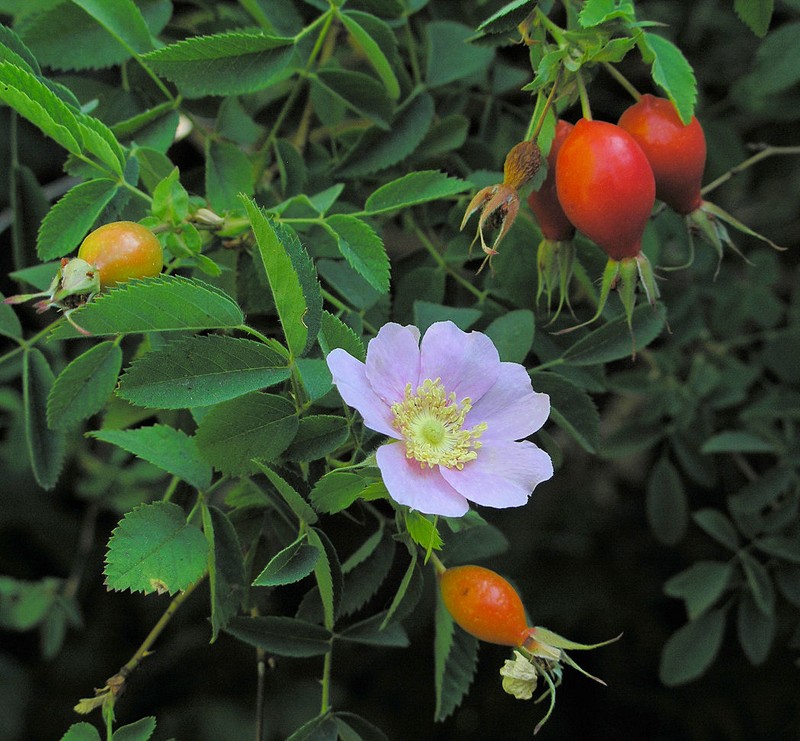 California Wildrose photo 4