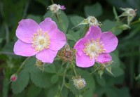 California Wildrose