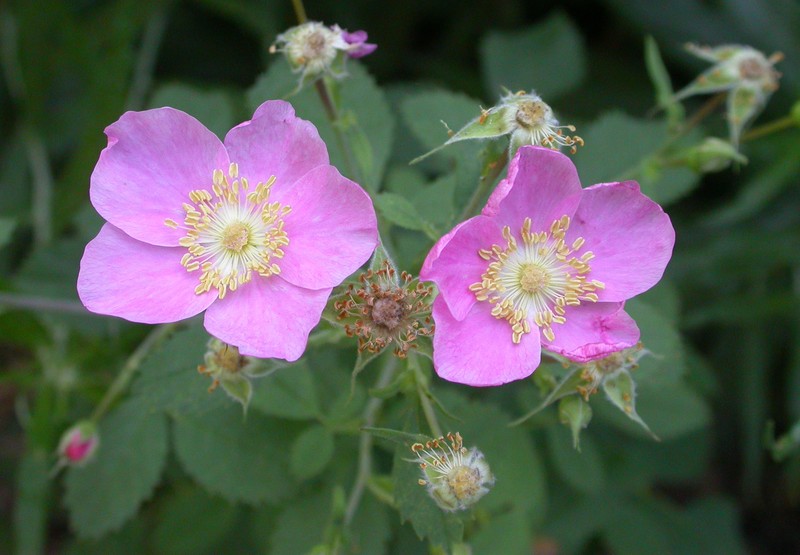 California Wildrose