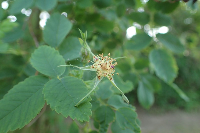 California Wildrose photo 2