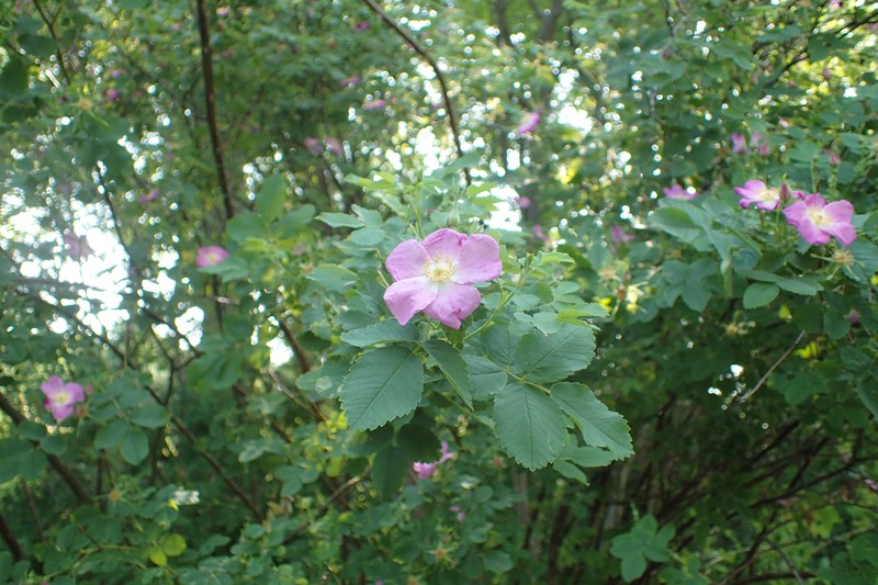 California Wildrose photo 3