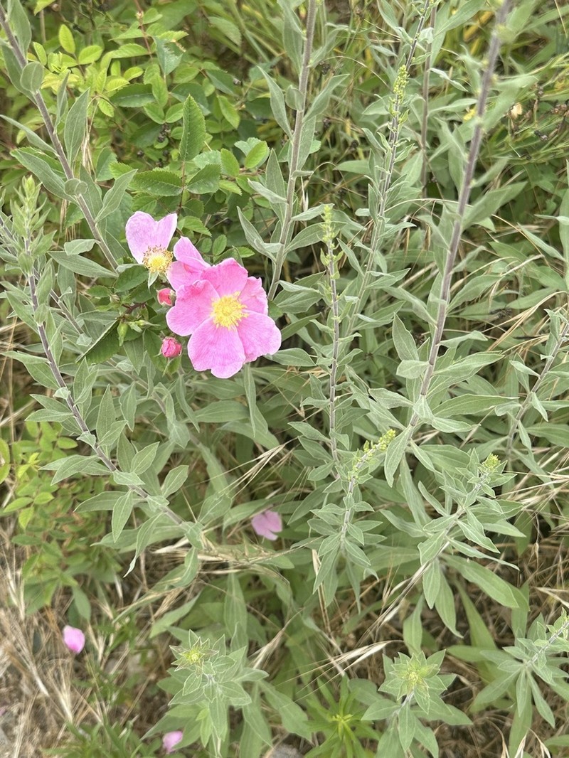California Wildrose photo 4