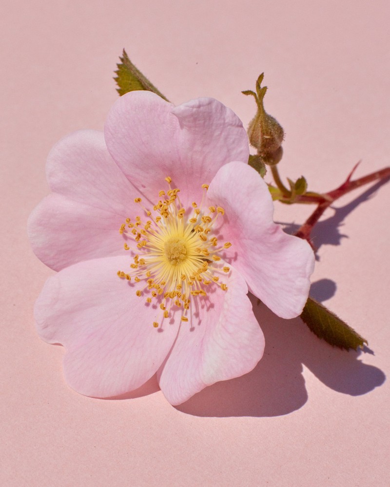 California Wildrose photo 5