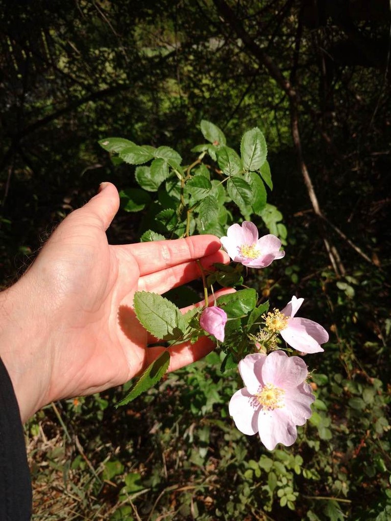 California Wildrose photo 6