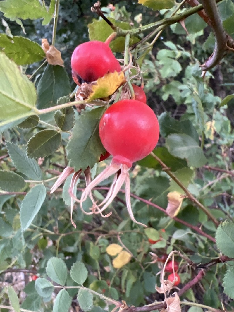 California Wildrose photo 7