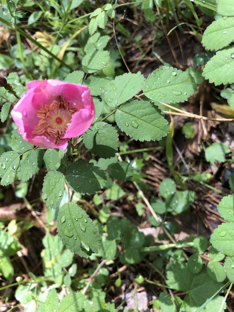California Wildrose photo 8