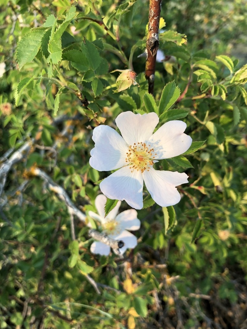 Dog Rose photo 3