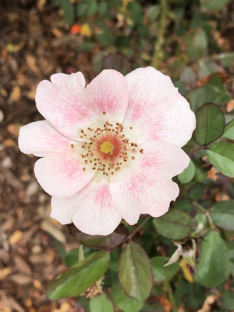 Dog Rose photo 4