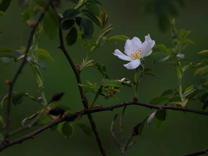 Dog Rose photo 5