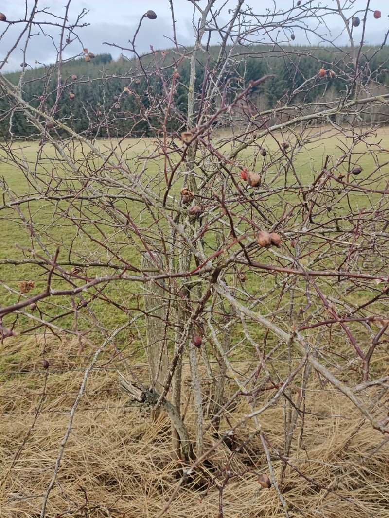 Dog Rose photo 6