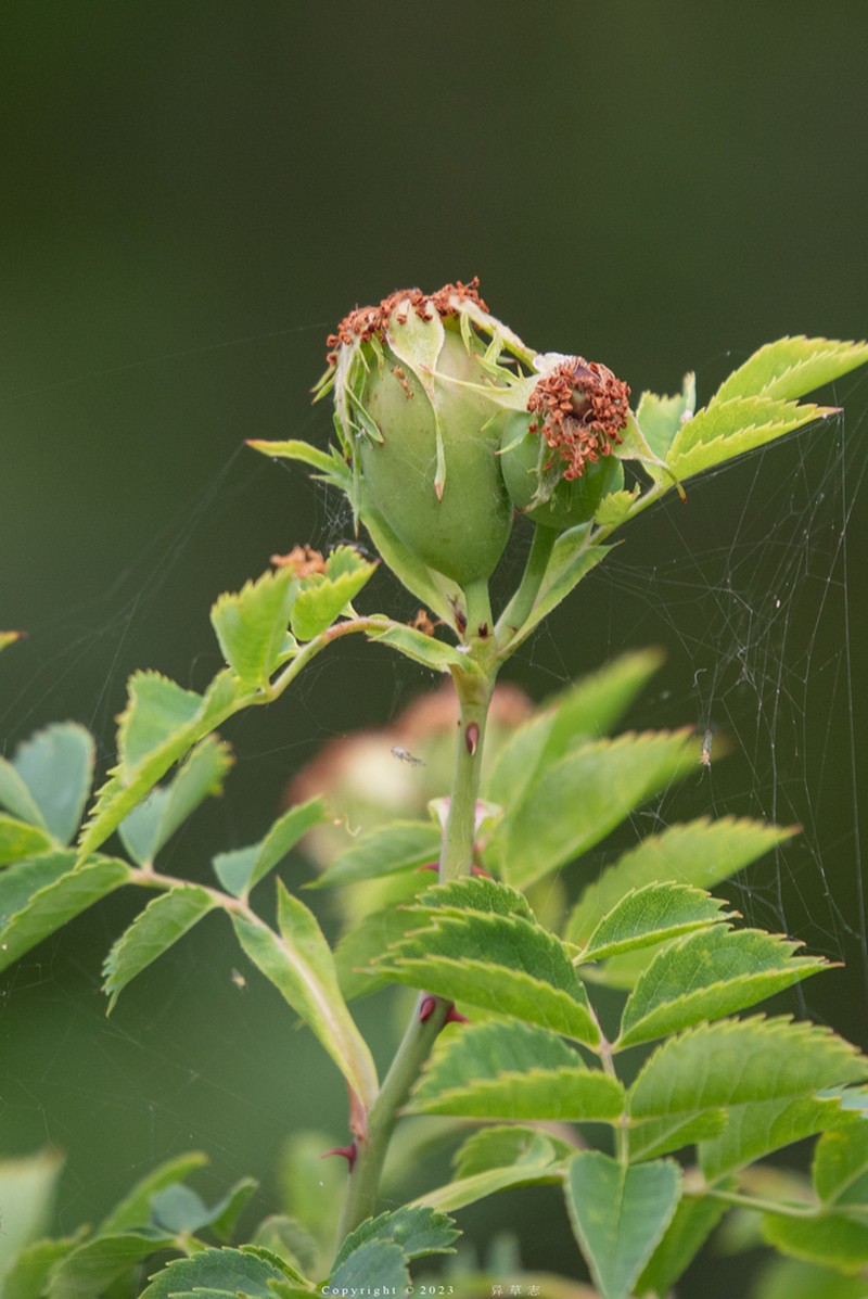 Dog Rose photo 7