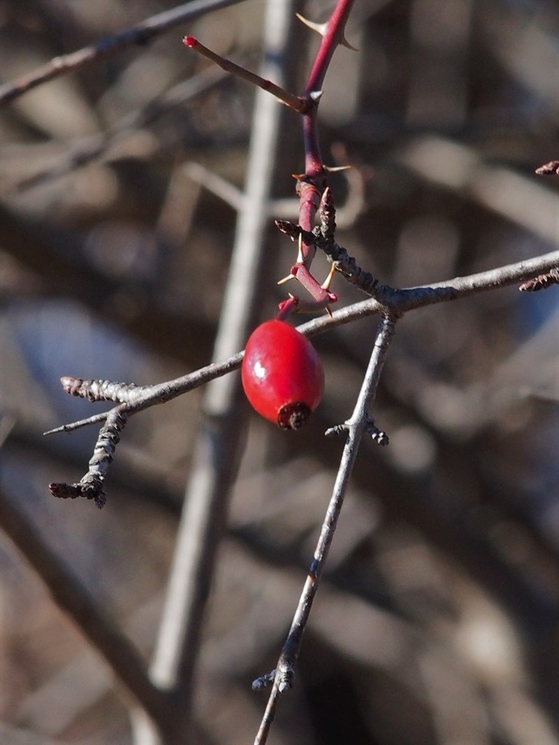 Dog Rose photo 8