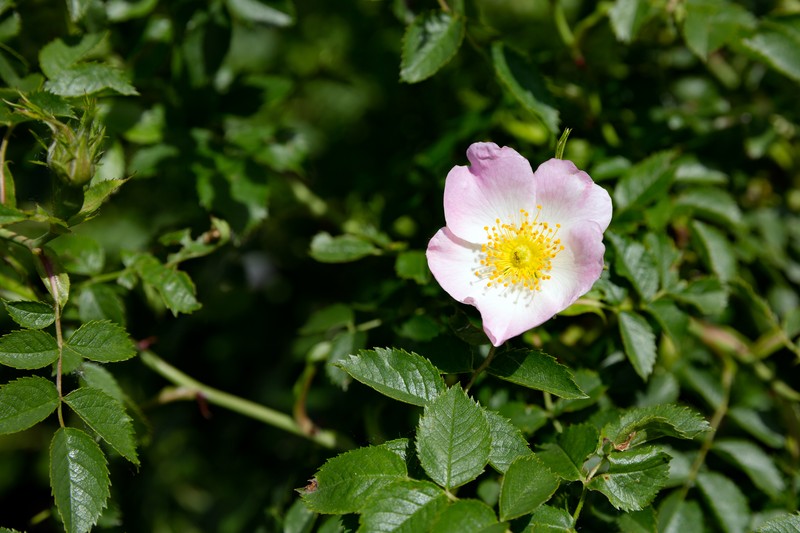Dog Rose photo 2