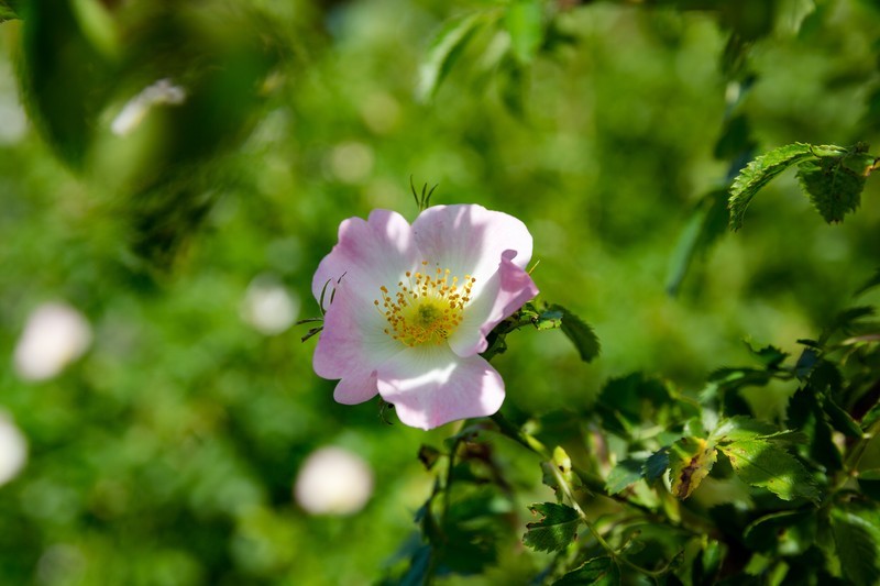 Dog Rose photo 3