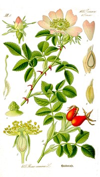 Dog Rose