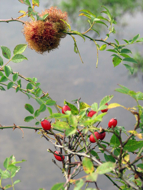 Dog Rose photo 7