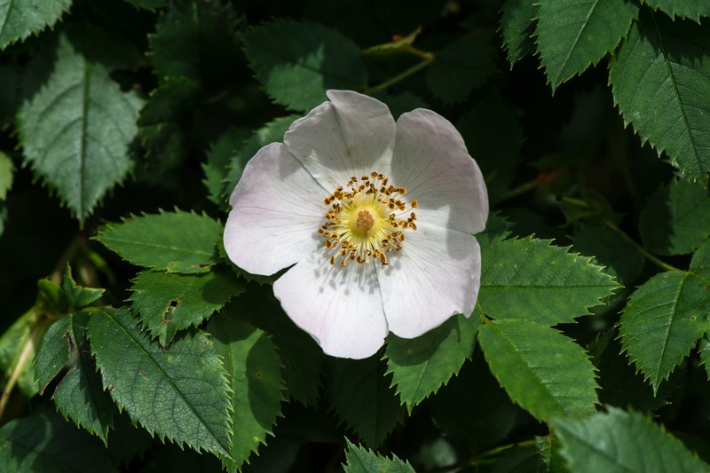 Dog Rose photo 4