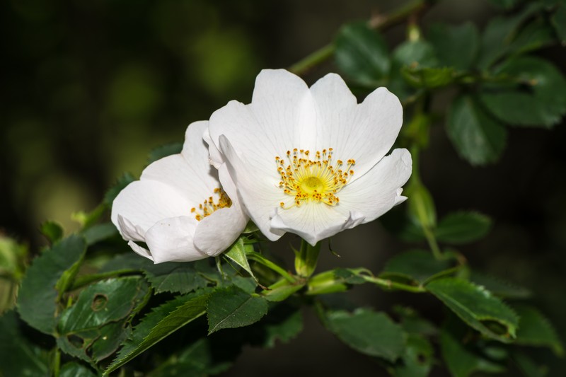 Dog Rose photo 5
