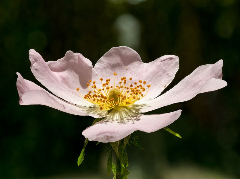 Dog Rose photo 6