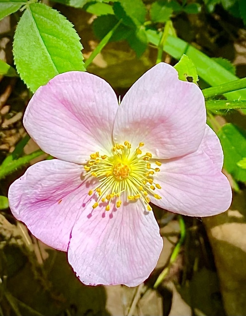 Carolina Rose photo 6