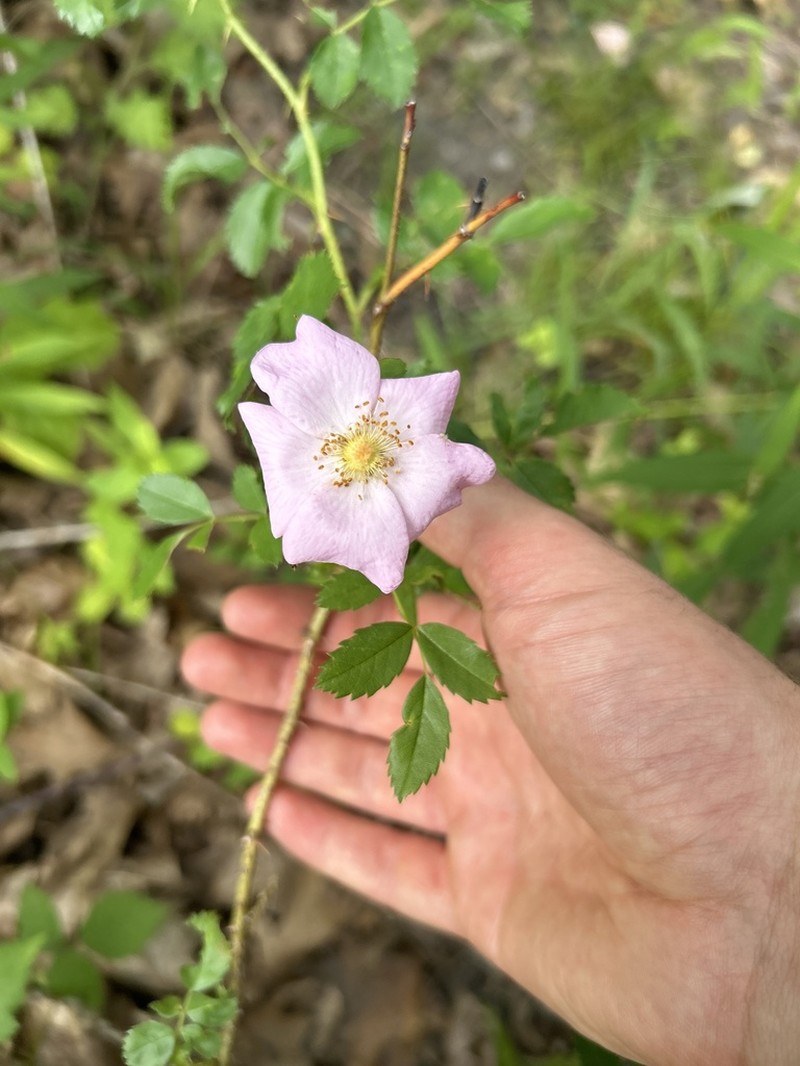 Carolina Rose photo 8