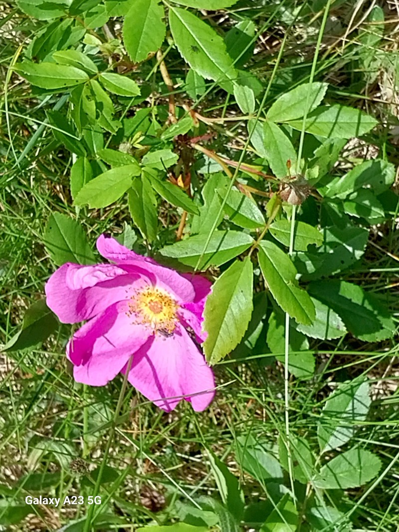Rosa carolina subsp. carolina