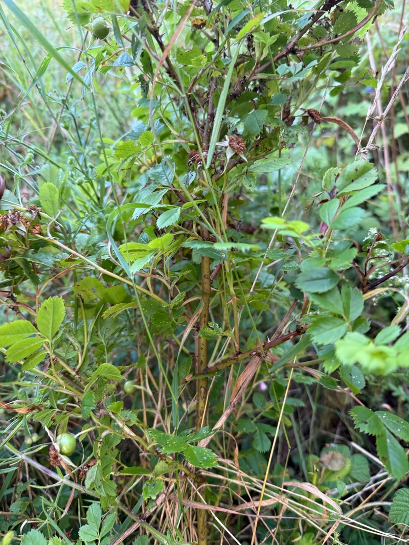 Rosa carolina subsp. carolina photo 5