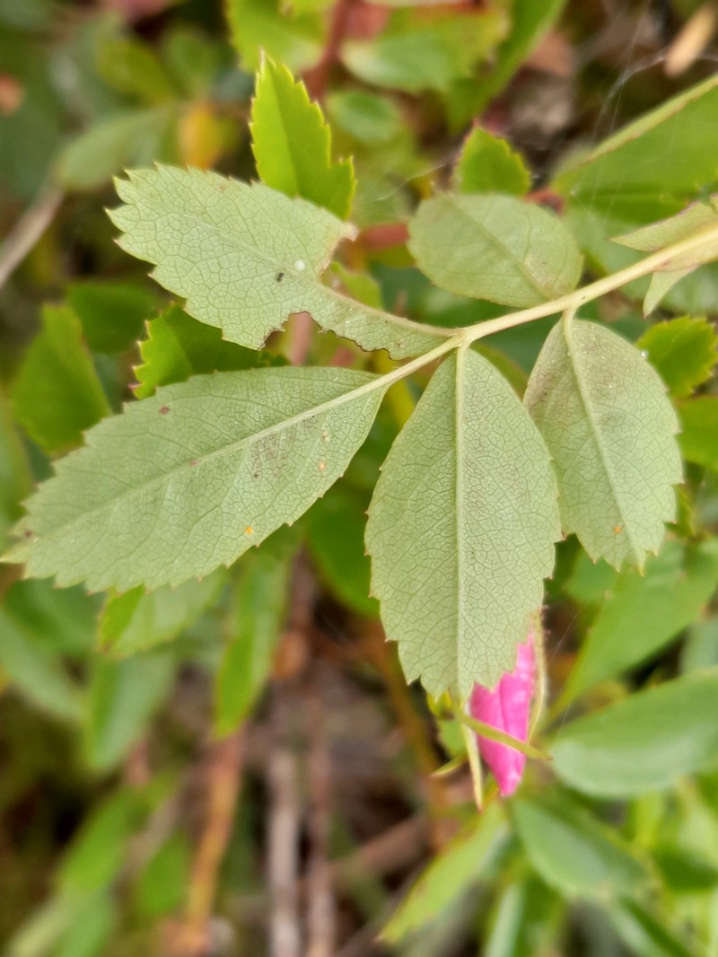 Rosa carolina subsp. carolina photo 6