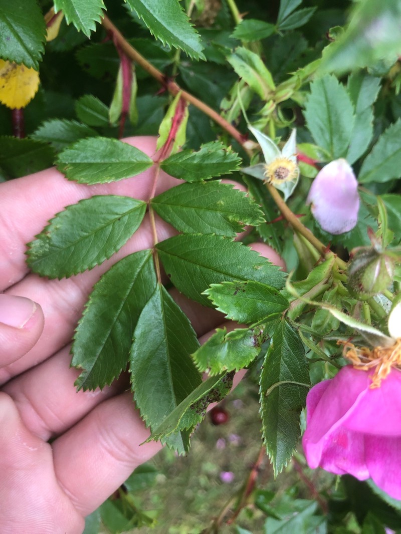 Rosa carolina subsp. carolina photo 7