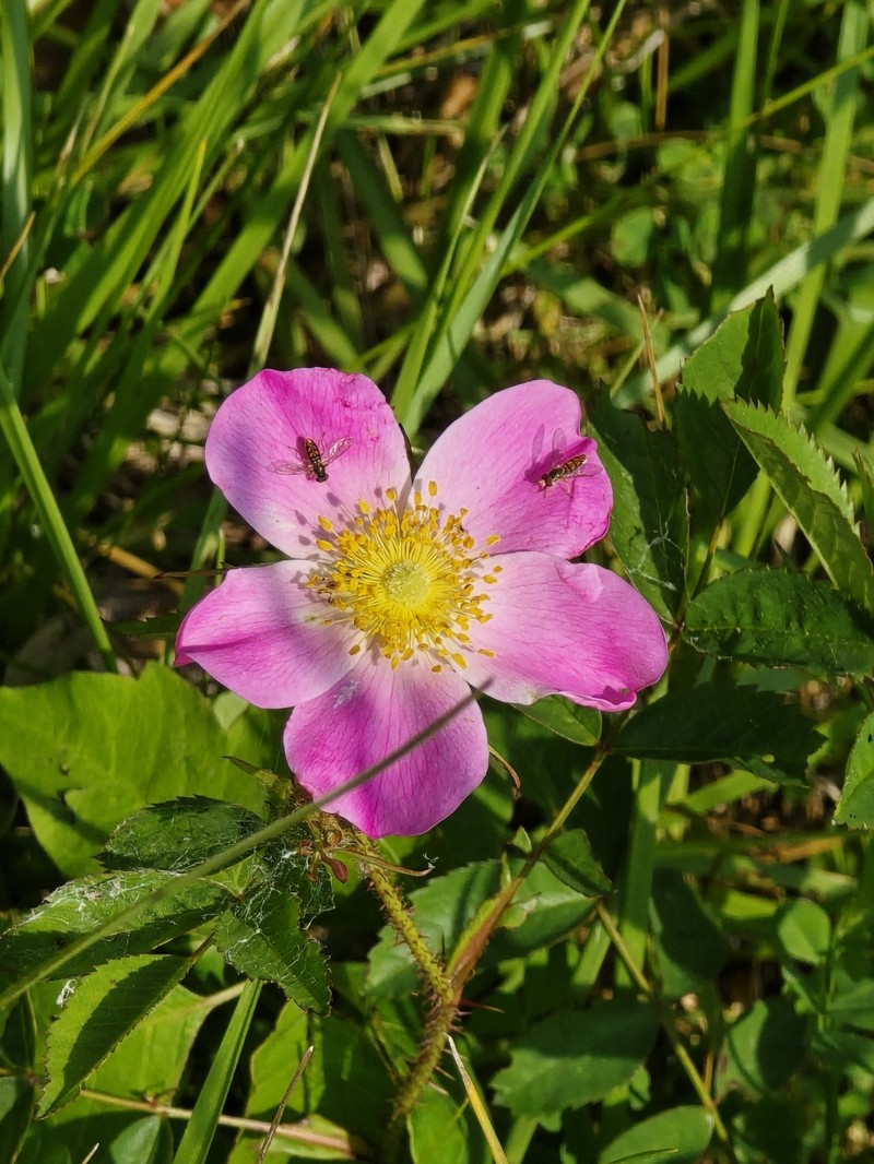 hybrid rose photo 7