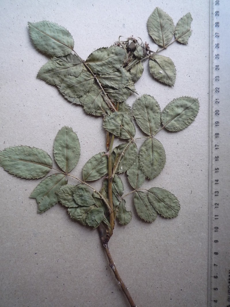 Rosa caryophyllacea photo 2
