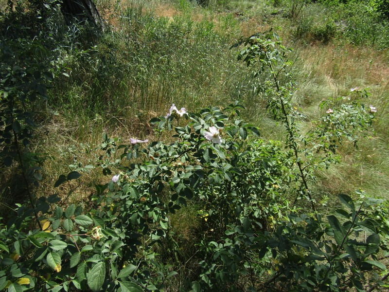Rosa caryophyllacea photo 3