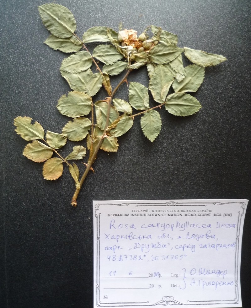 Rosa caryophyllacea photo 4