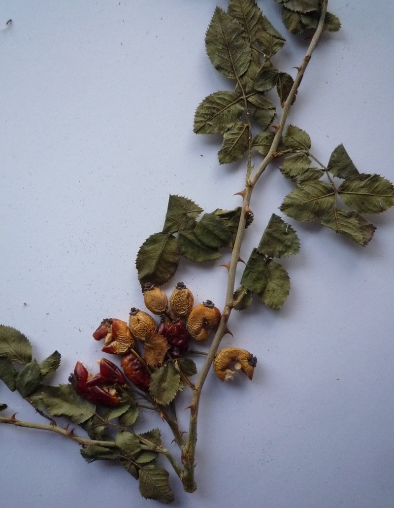Rosa caryophyllacea photo 6