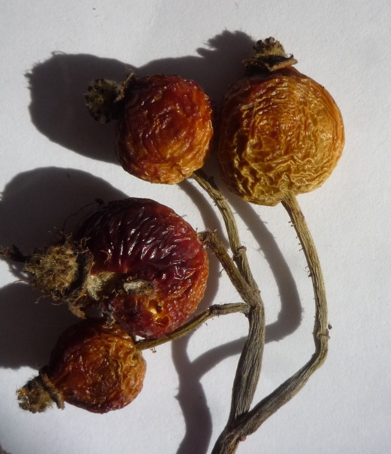 Rosa caryophyllacea photo 7