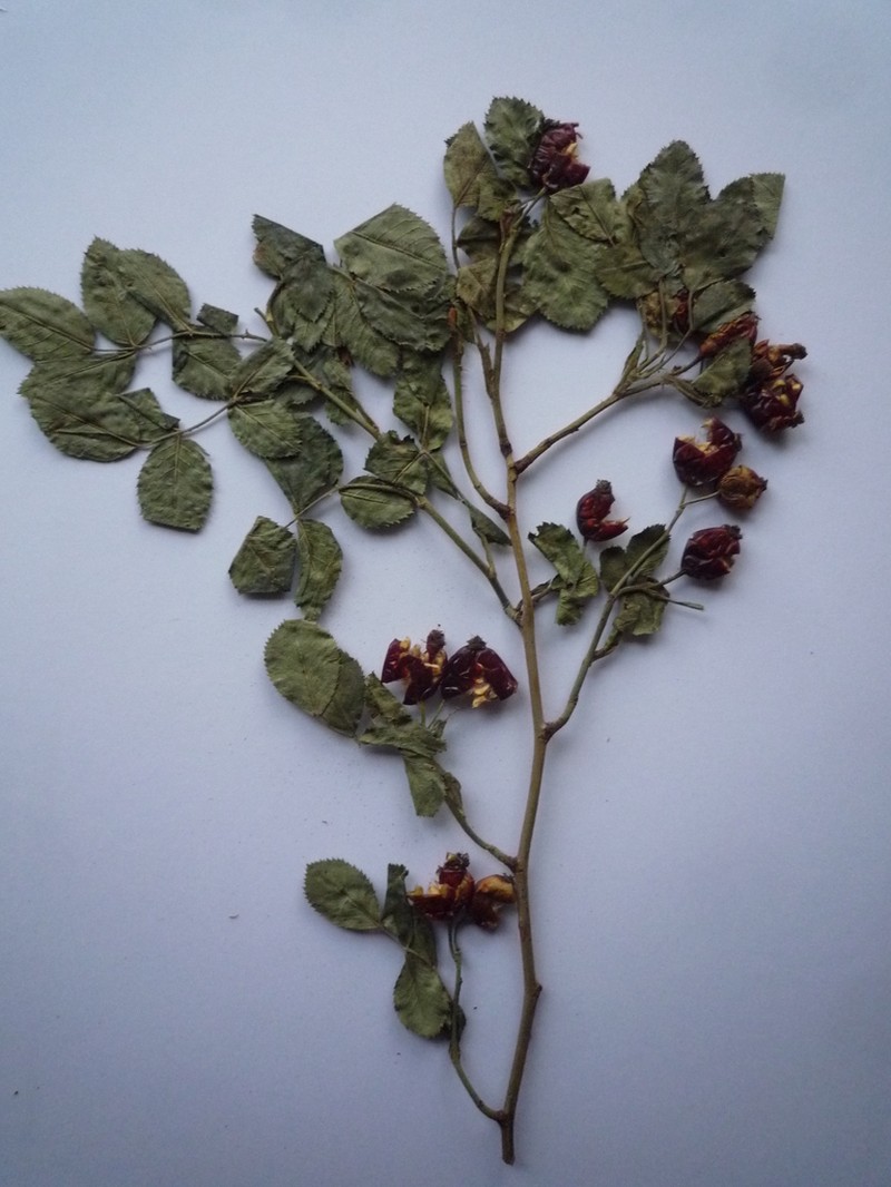 Rosa caryophyllacea photo 8