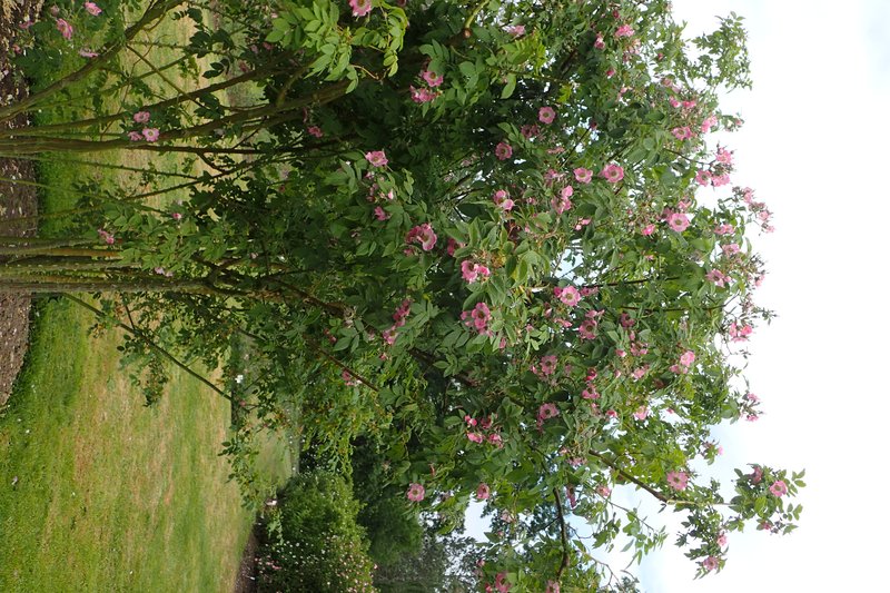 Rosa caudata photo 3