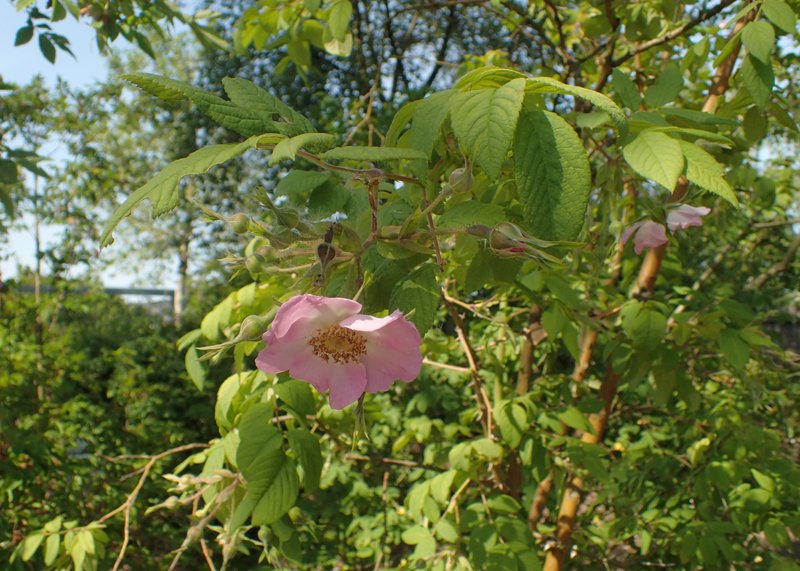 Rosa caudata photo 4