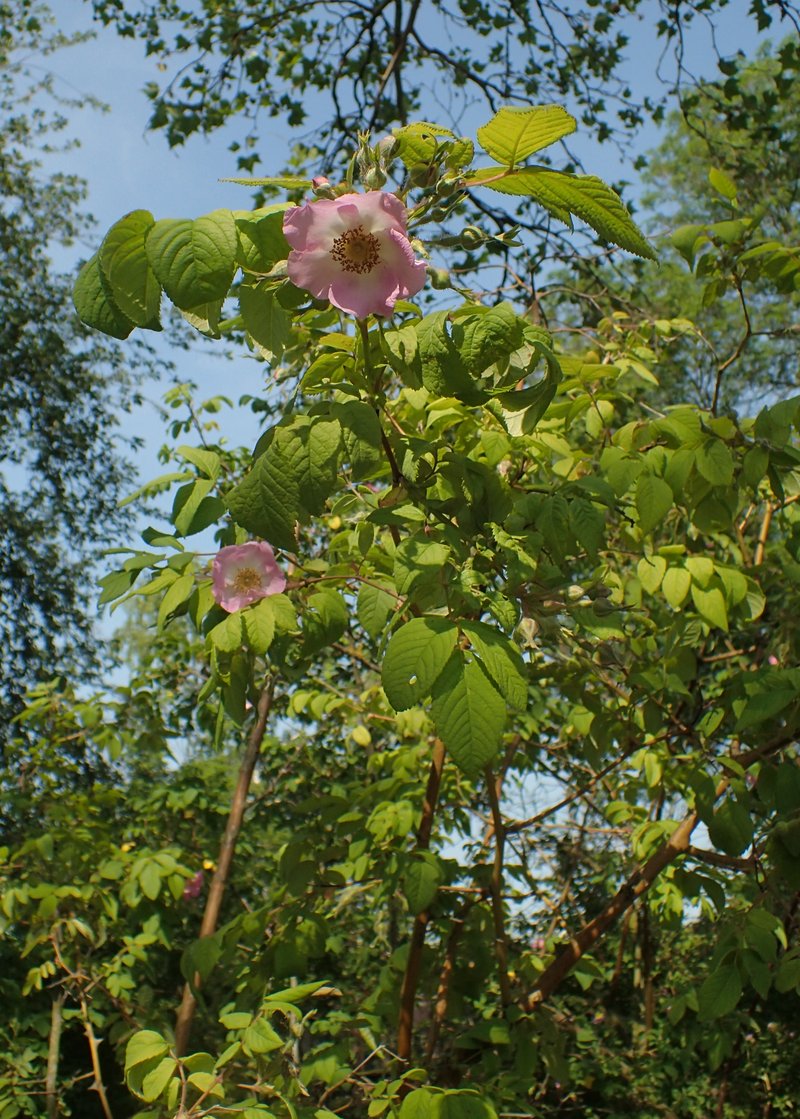 Rosa caudata photo 5