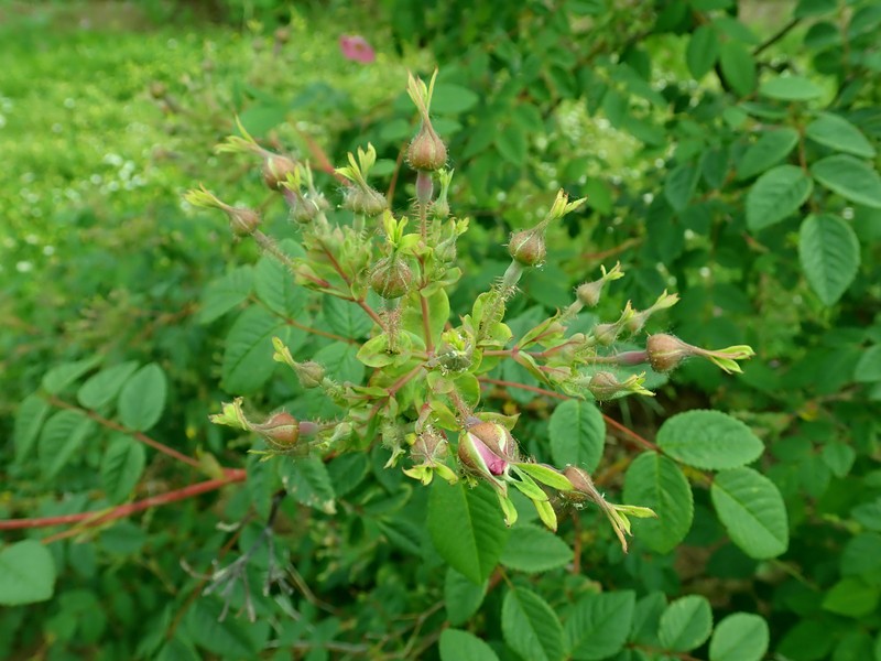 Rosa caudata photo 6