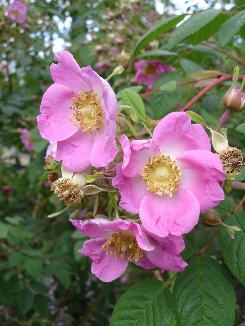 Rosa caudata
