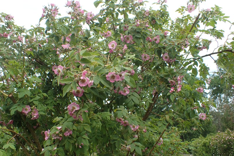 Rosa caudata