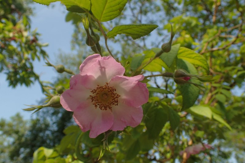 Rosa caudata photo 2