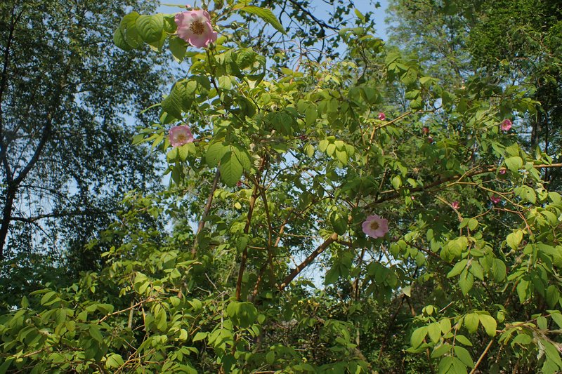 Rosa caudata photo 7