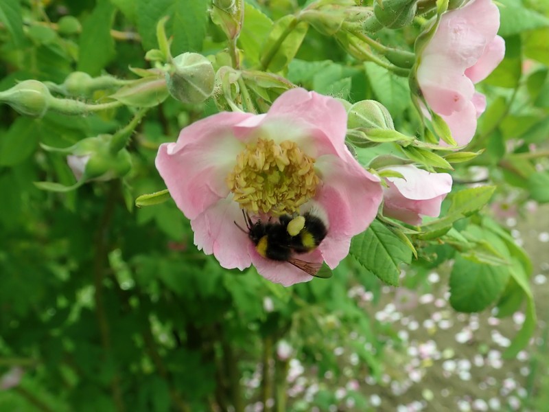 Rosa caudata var. maxima