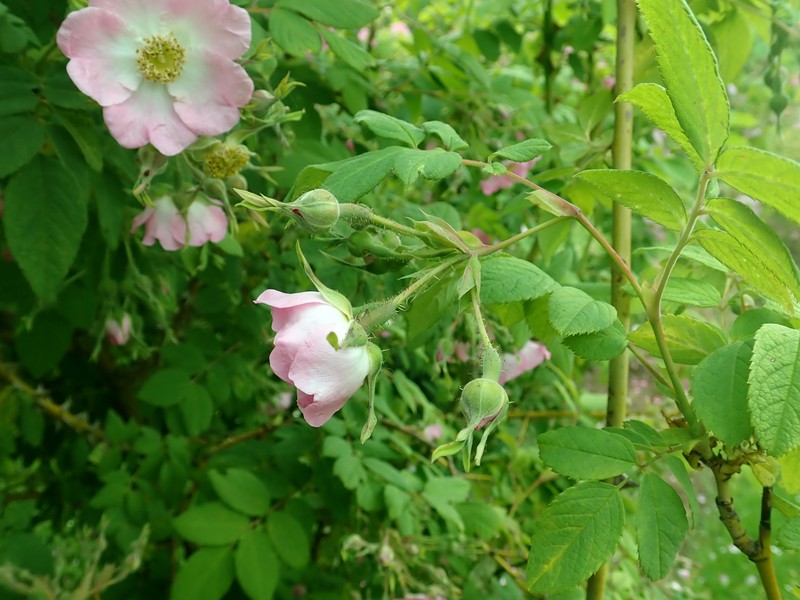 Rosa caudata var. maxima photo 2