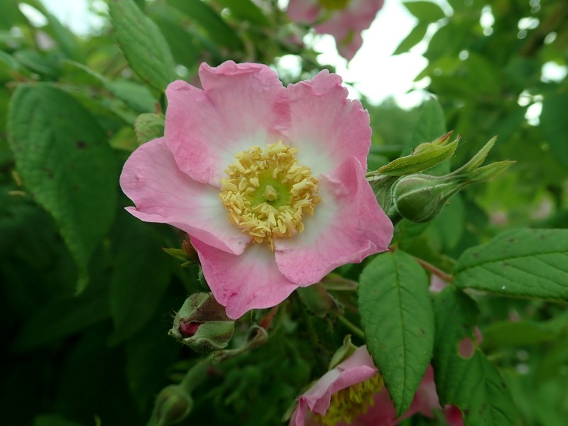 Rosa caudata var. maxima photo 3